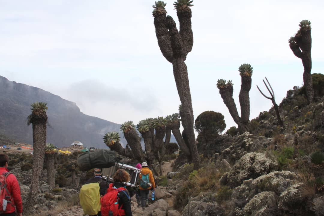 Machame 7 days Kilimanjaro