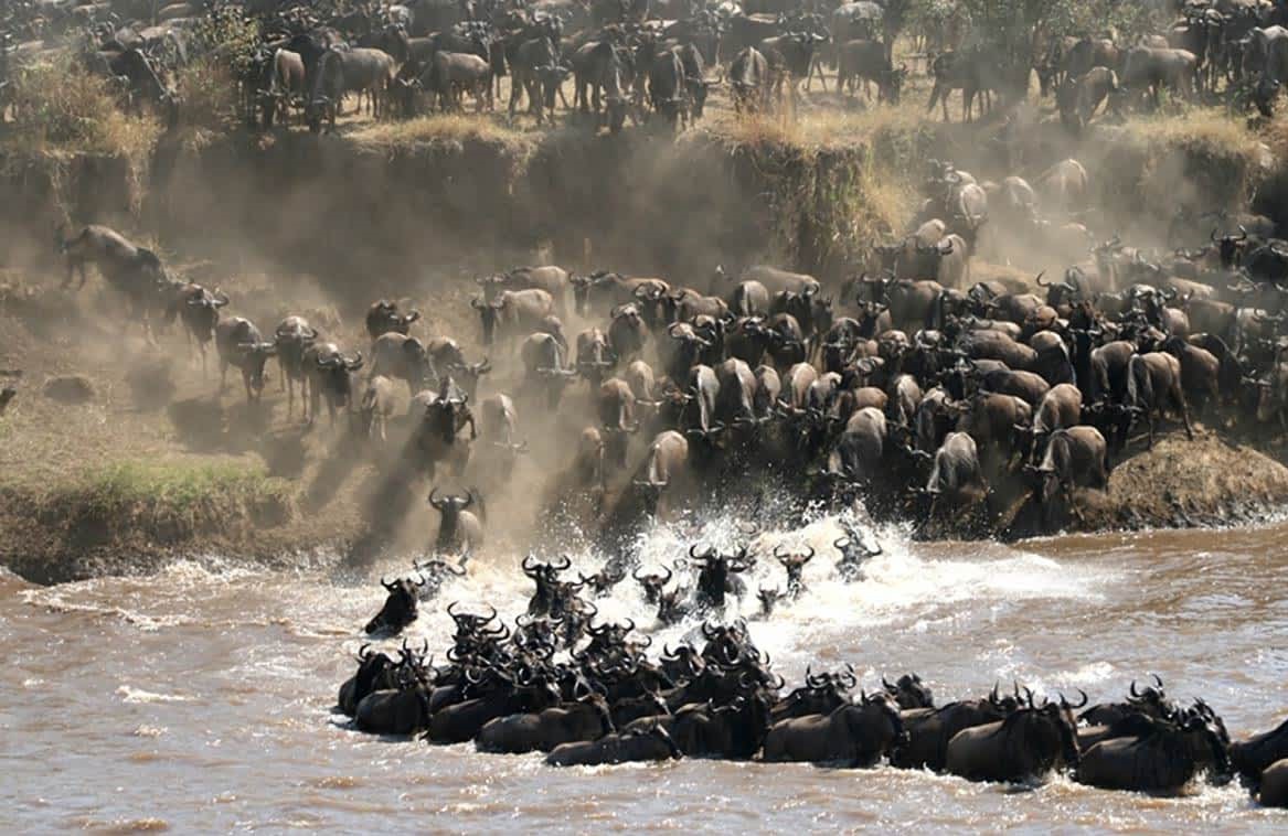 Serengeti migration