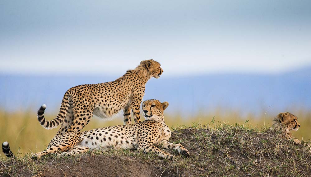 Tanzania special safari